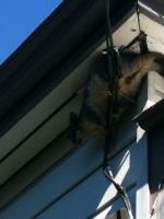 Mr Possum image 3